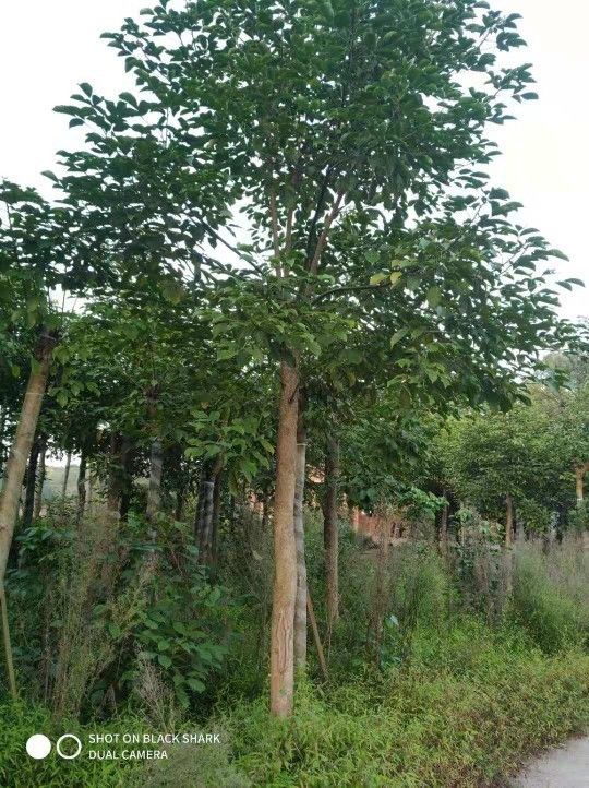 泸州供应四川地区18公分重阳木