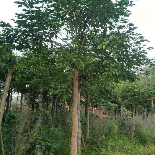泸州供应四川地区18公分重阳木