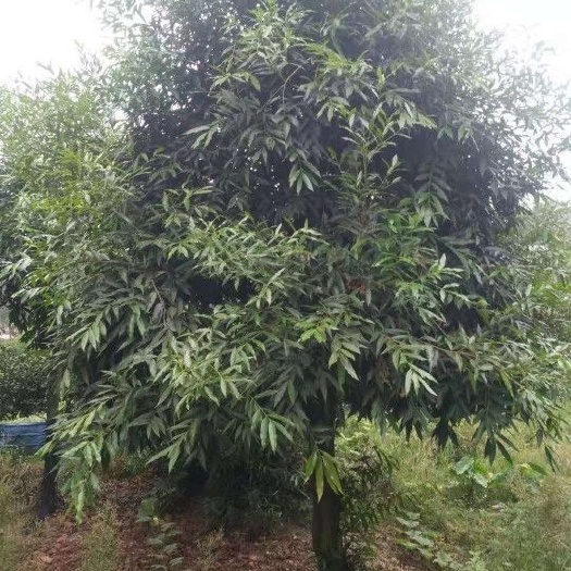 泸州供应水晶蒲桃8-15公分