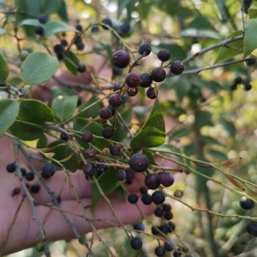 南烛叶树  染菽乌饭叶康菊山地实生苗