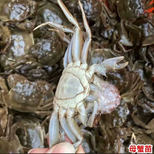 宣城开塘一手蟹苗，没有中间商，大量出苗