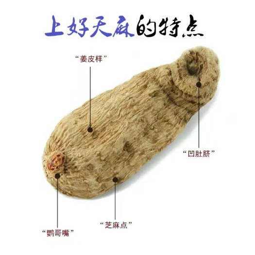镇巴县天麻  农家高山.海拔1200米左右.天然无公害纯色中药材.假一退