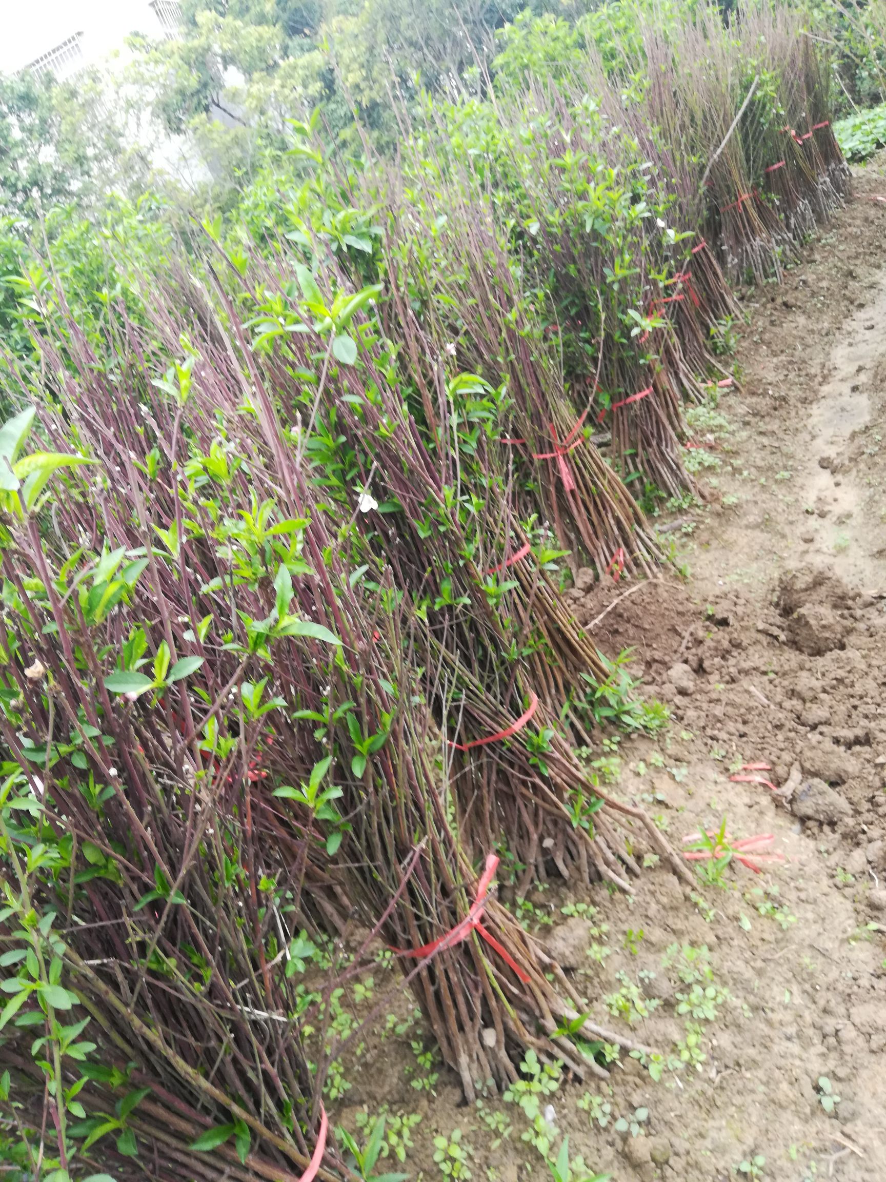 水蜜桃苗  鹰嘴桃苗，嫁接苗