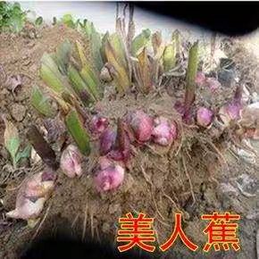 精品大花美人蕉，基地直销，保证品种，保证质量，保成活