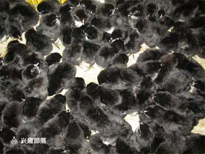 南宁 五黑鸡苗
