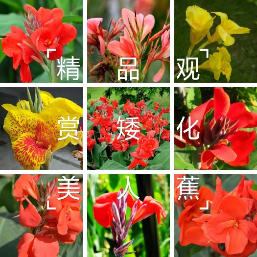 大花美人蕉  矮化美人蕉种球，大花型，保品种，保成活，现要现