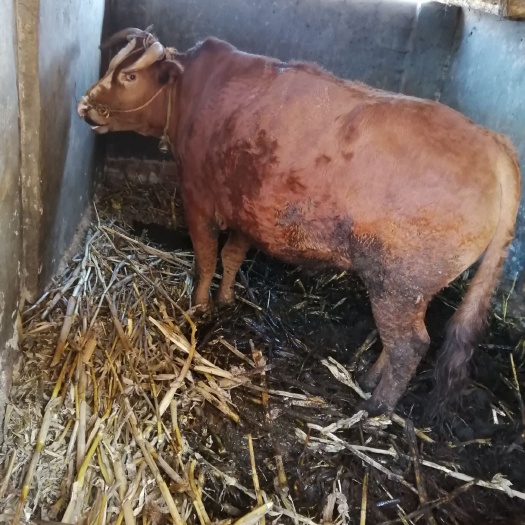 巧家县 家养肉牛，纯粮饲养。