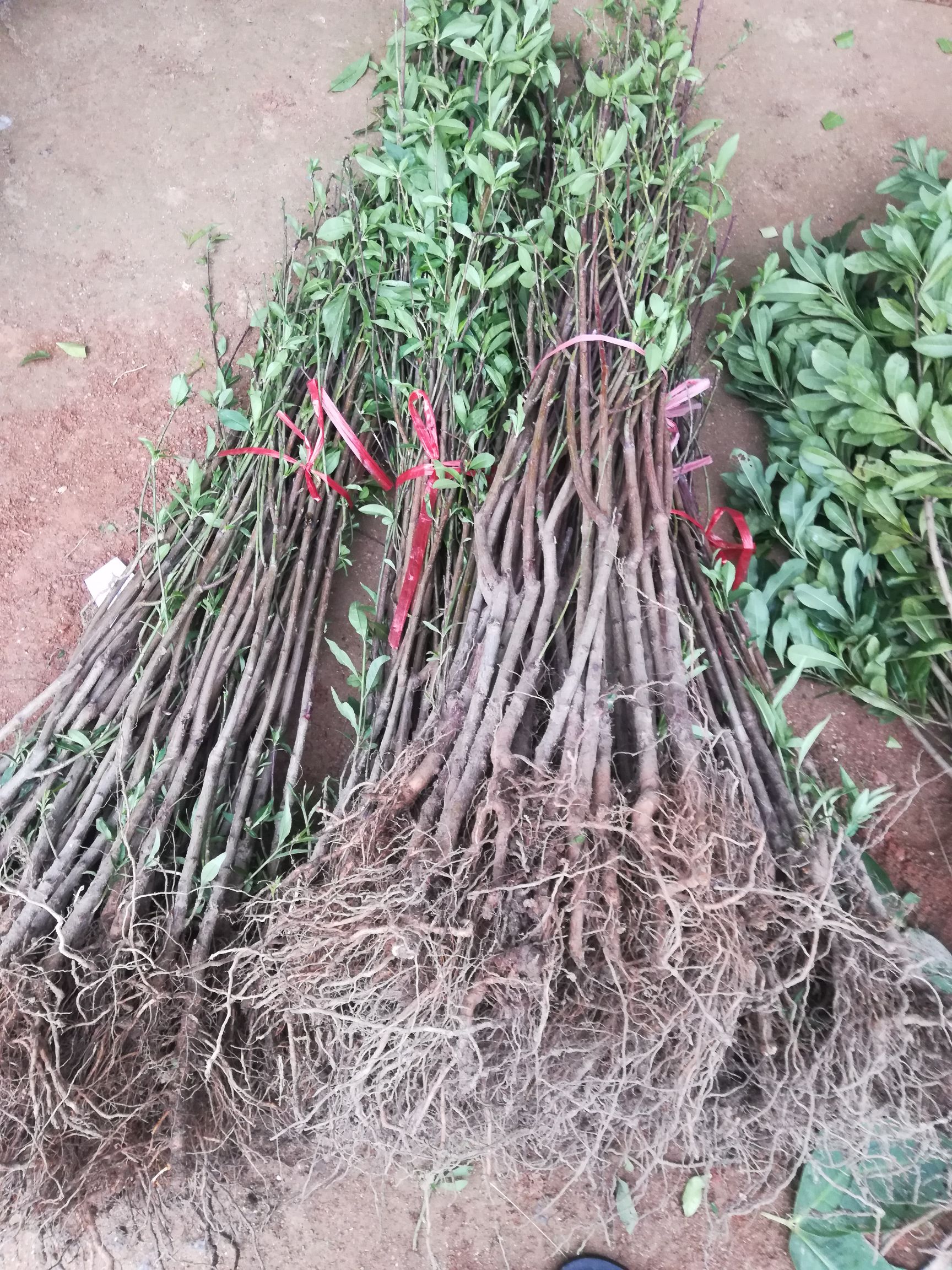 水蜜桃苗  鹰嘴桃苗，嫁接苗