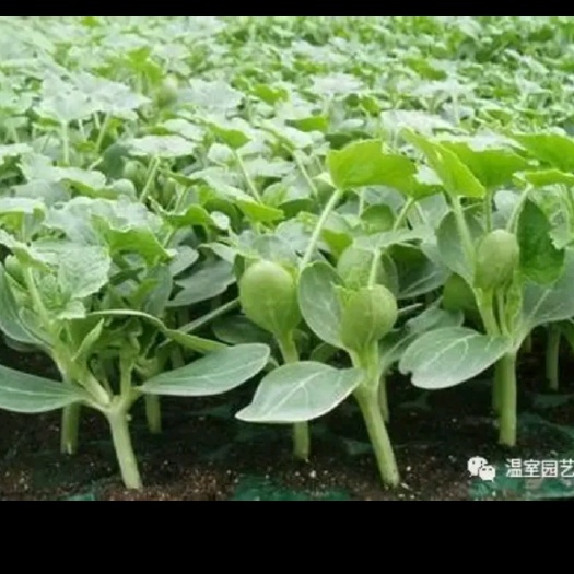 荆门早佳8424西瓜苗  出售嫁接8424、美都，西瓜苗。