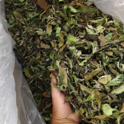 云南白茶 月光白白茶云南大叶种茶原料