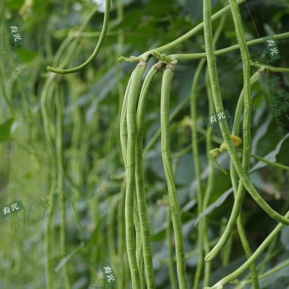 寿光市 绿白条豆角种子特色白豇豆高抗病耐热夏季秋季四季种植蔬菜种子