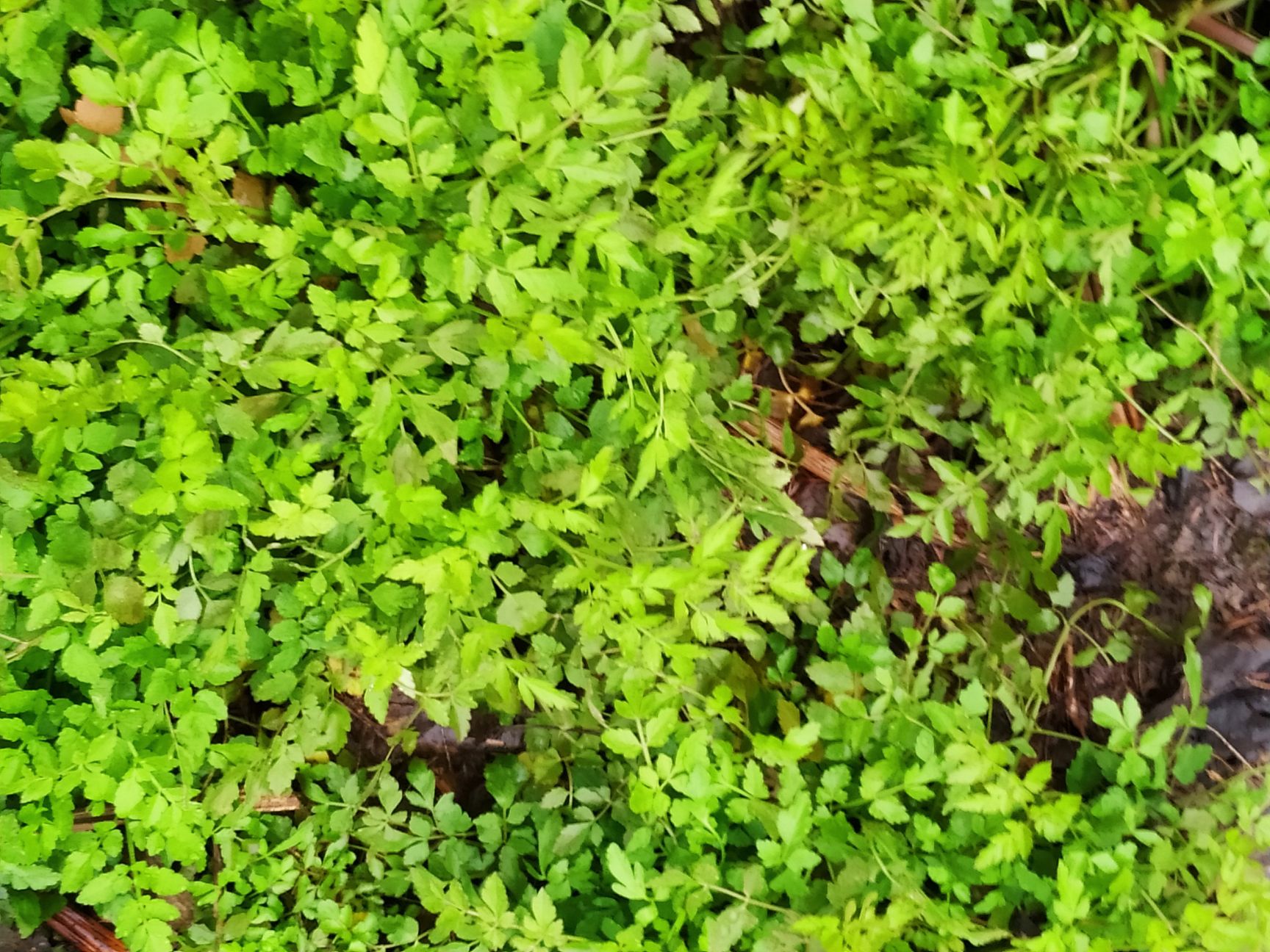  野水芹菜苗上市了