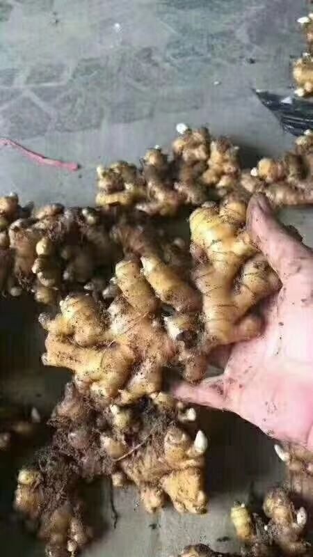 肥西县 大黄姜生姜产地直供提供清洗一条龙服务质量保证，诚信第一