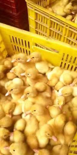 南宁 白鸭苗