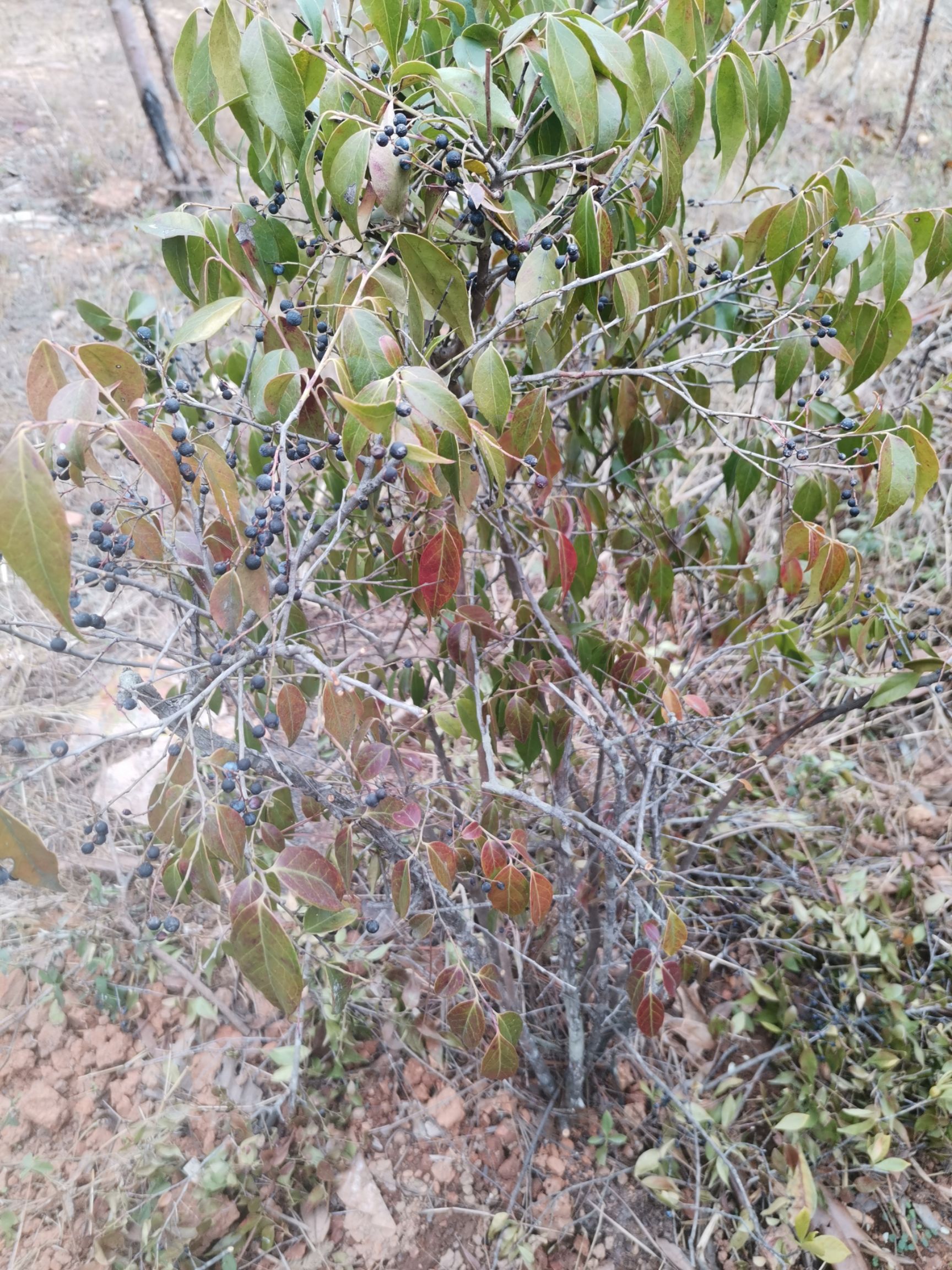 南烛叶树  染菽乌饭叶康菊山地实生苗