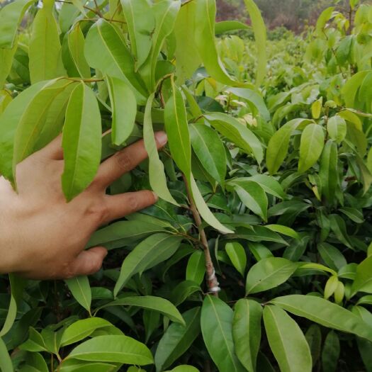 仙进奉荔枝苗