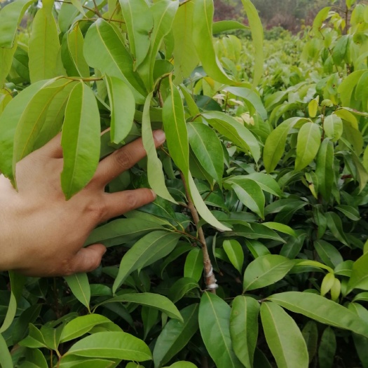 灵山县仙进奉荔枝苗