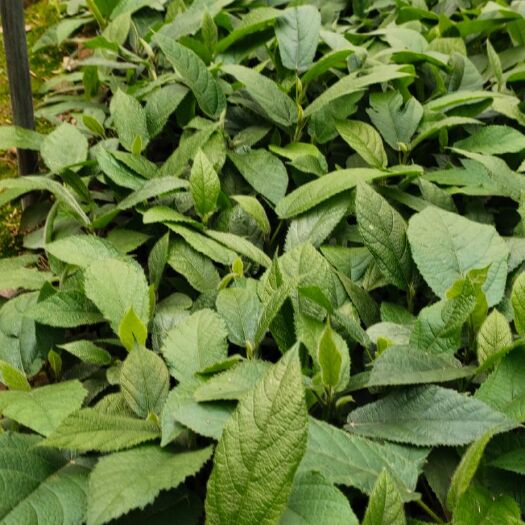 灵山县基地大量五指毛桃苗出售，【灵山县威俊药材种植专业合作社】