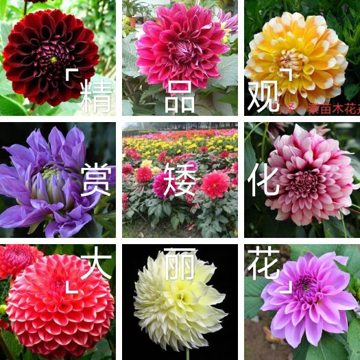 大丽花苗  矮化大丽花，精品观赏大丽花，大花大丽花，保证质量，保成活