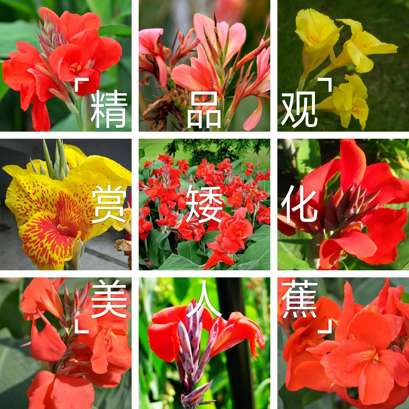 菏泽美人蕉种子  美人蕉种球，精品观赏矮化美人蕉种球，基地直销，