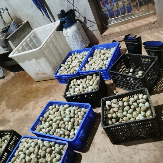 余干县绿壳鸭蛋 食用 散装