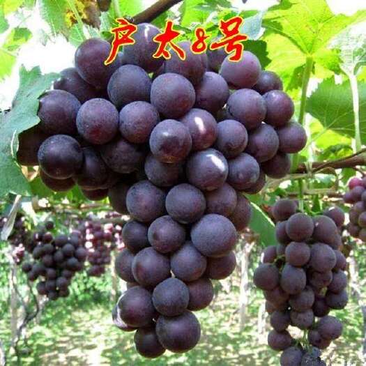 平邑县 户太八号葡萄苗，基地直销，果粒大含糖量高七月中旬成熟
