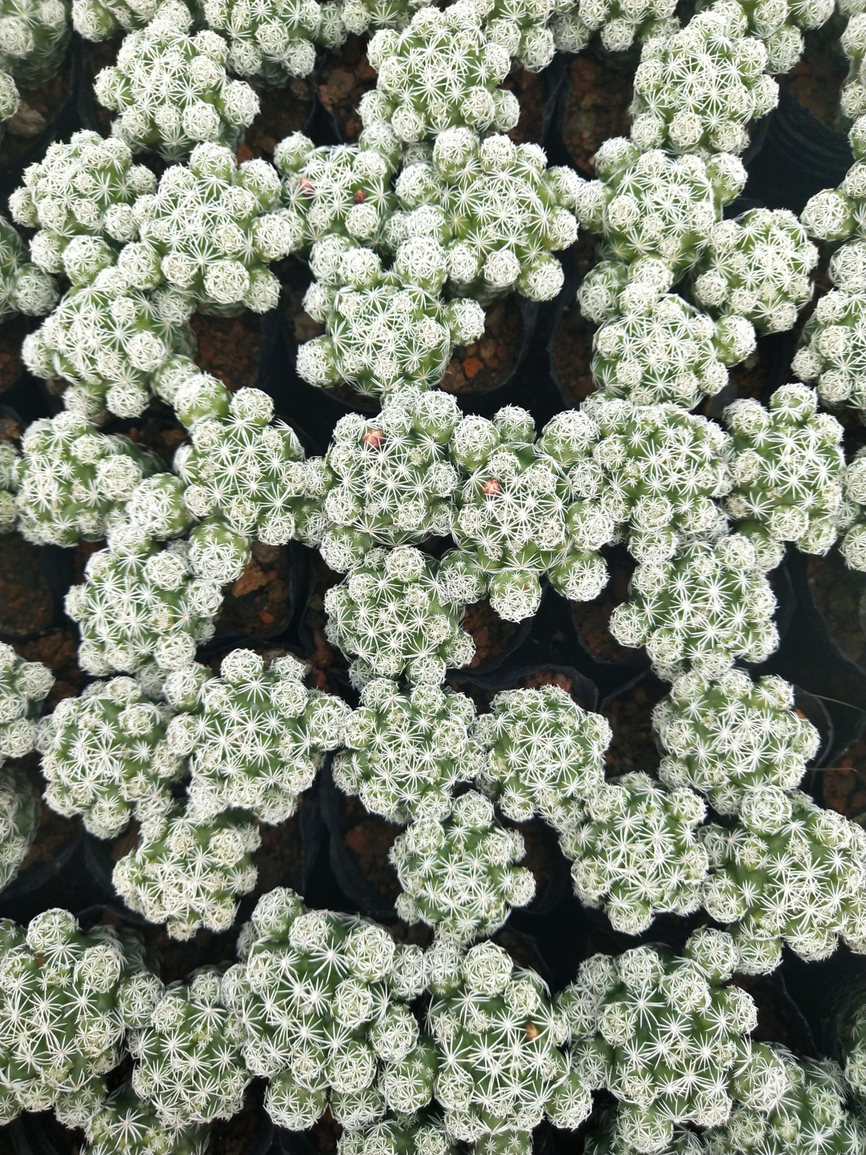 种植大棚 白鸟 自家大棚种植，一手货源，喜欢的可以找我问品种