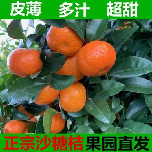 平邑县沙糖桔苗  根系好  产量高  甜度高  品种真 现挖保湿发