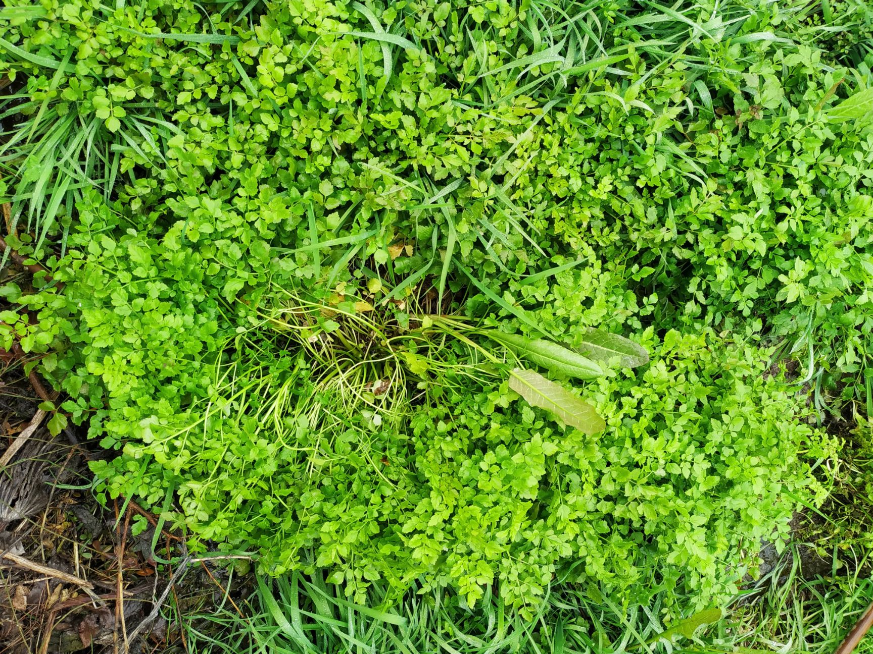  野水芹菜苗上市了