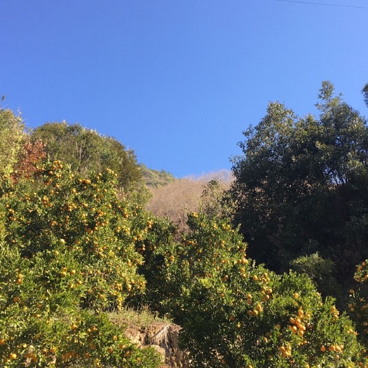 建瓯市芦柑 水份足，果大