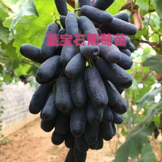 平邑县 蓝宝石葡萄苗，南北均可种植耐寒保证品种保证成活死苗补发
