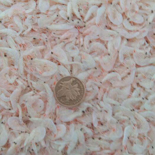滨州海产品，虾皮，海米，磷虾