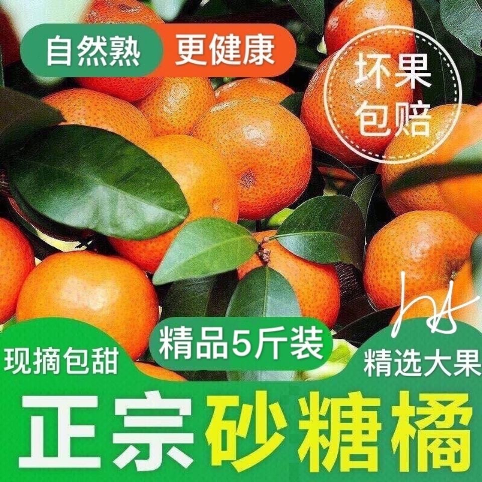 永福县沙糖桔 广西桂林沙塘桔