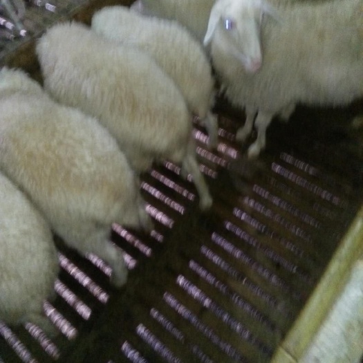 尤溪县绵羊  肉羊及种母羊