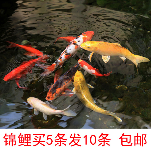 佛山红白三色锦鲤 0.25-1公斤 人工养殖
