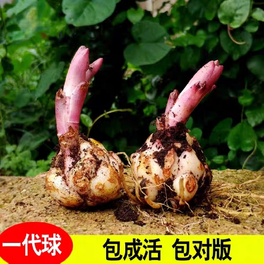 宿迁百合种球  荷兰香水百合开花3-4个头包颜色包对版一代种