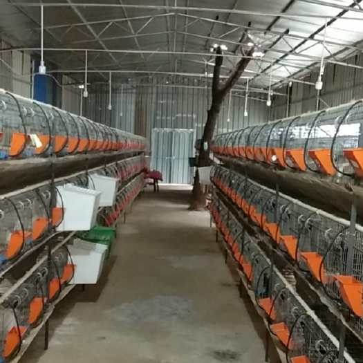 上栗县比利时兔 比利时商品兔仔兔