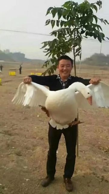 和县白鹅苗  白鵝品种大品种
