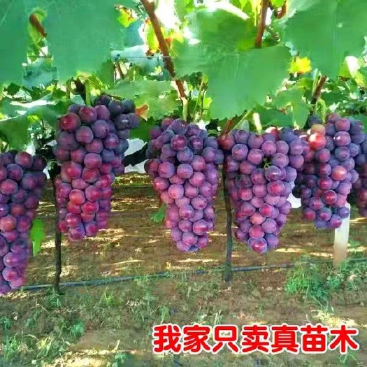 平邑县户太八号葡萄苗， 现挖现卖，根部保湿，包装细致