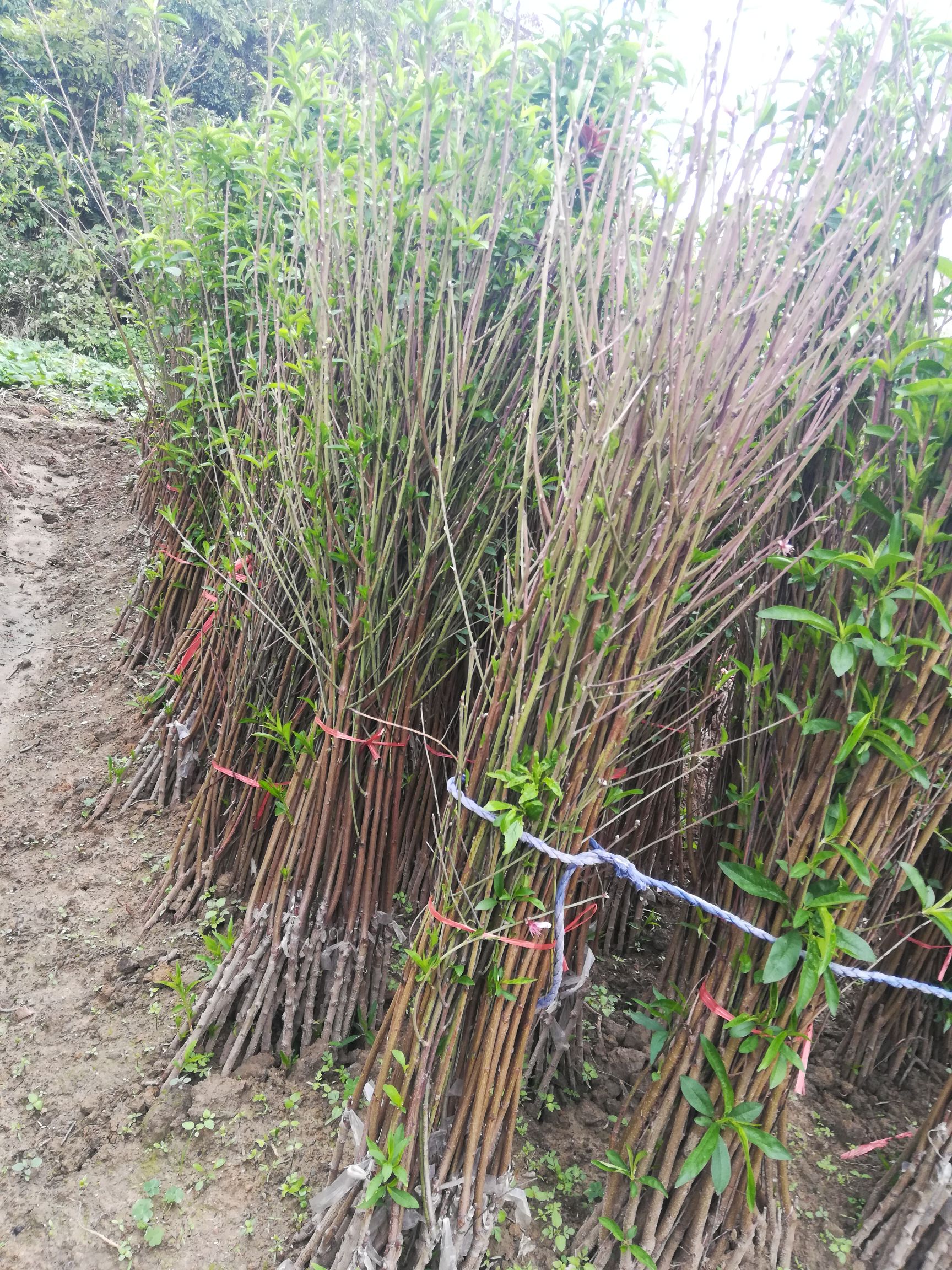 水蜜桃苗  鹰嘴桃苗，嫁接苗