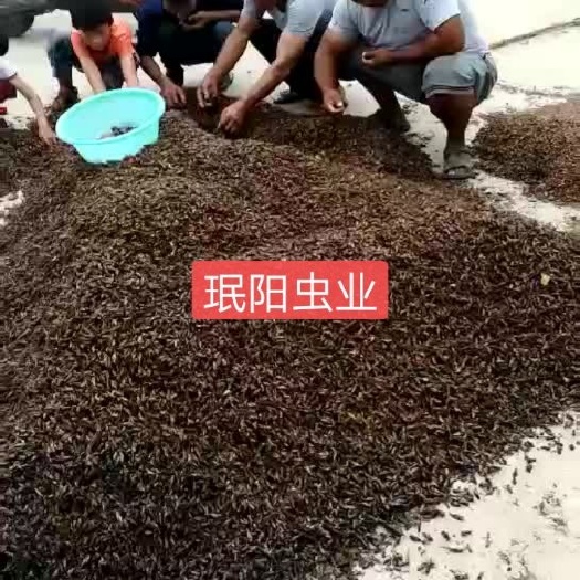 叶县 优质精品干蟋蟀