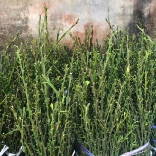 简阳市纽荷尔脐橙枝条 惠条