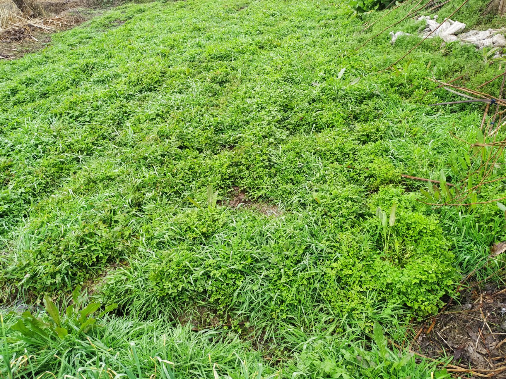  野水芹菜苗上市了