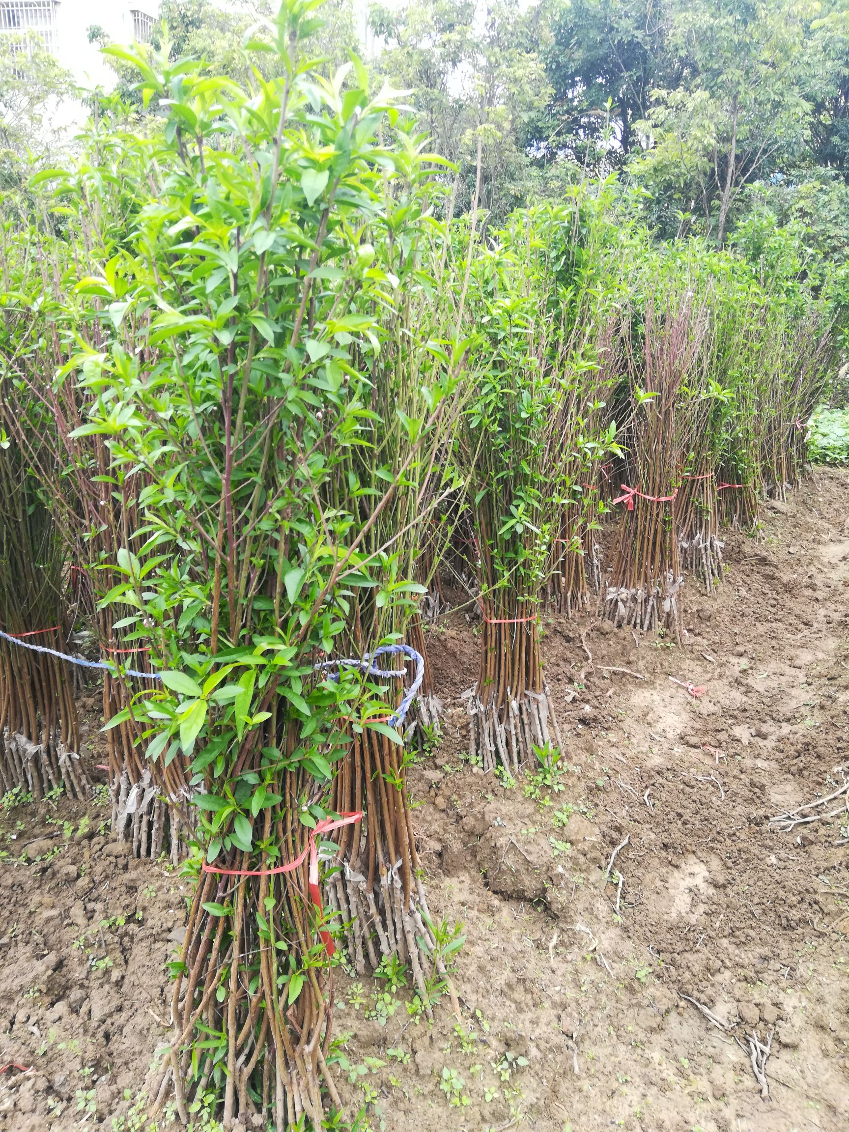 水蜜桃苗  鹰嘴桃苗，嫁接苗