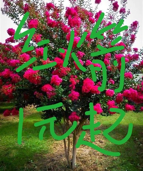 郯城县红花紫薇  紫薇苗红火箭紫薇树苗四川红花百日红紫薇小苗南北方