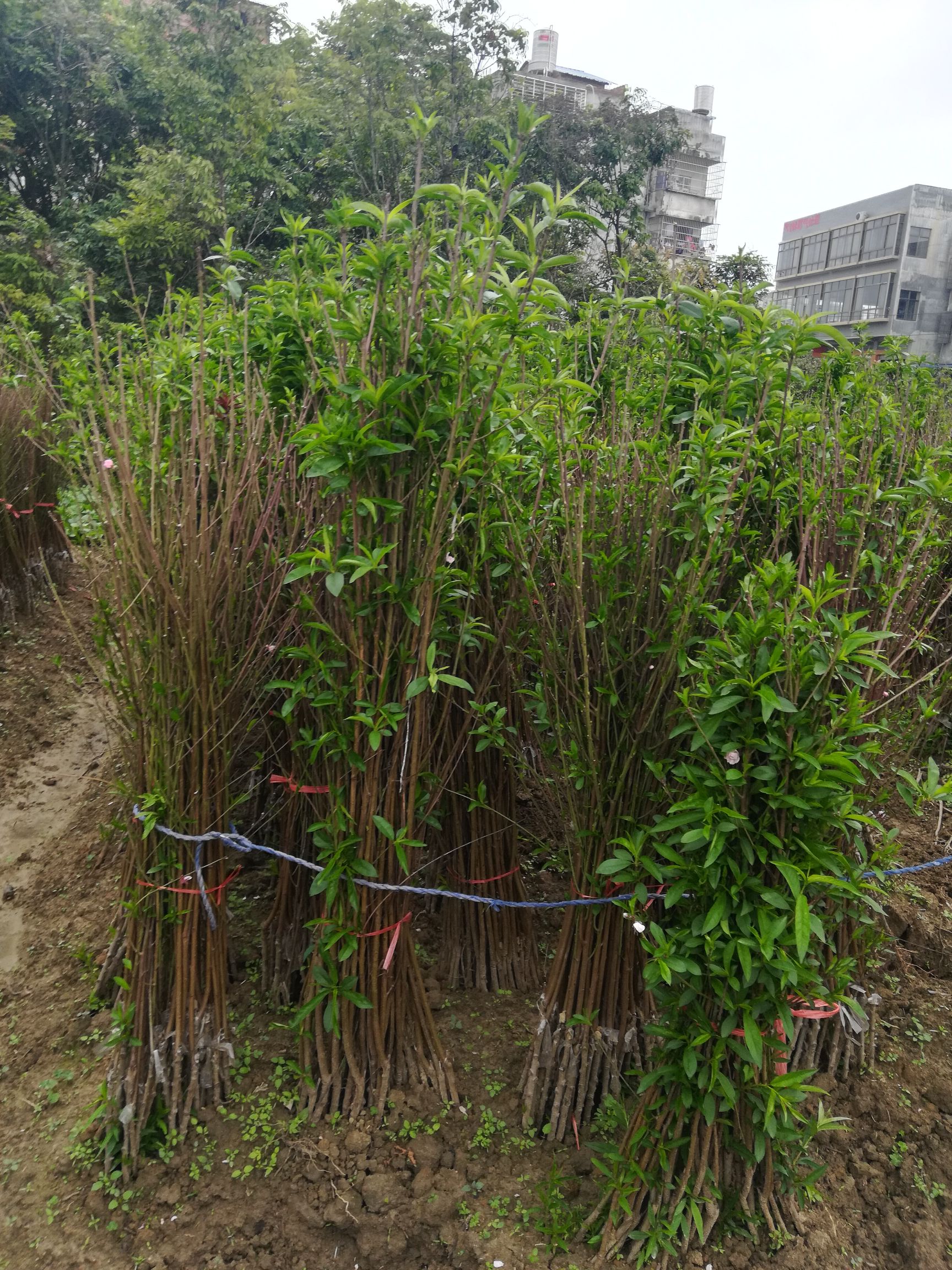 水蜜桃苗  鹰嘴桃苗，嫁接苗