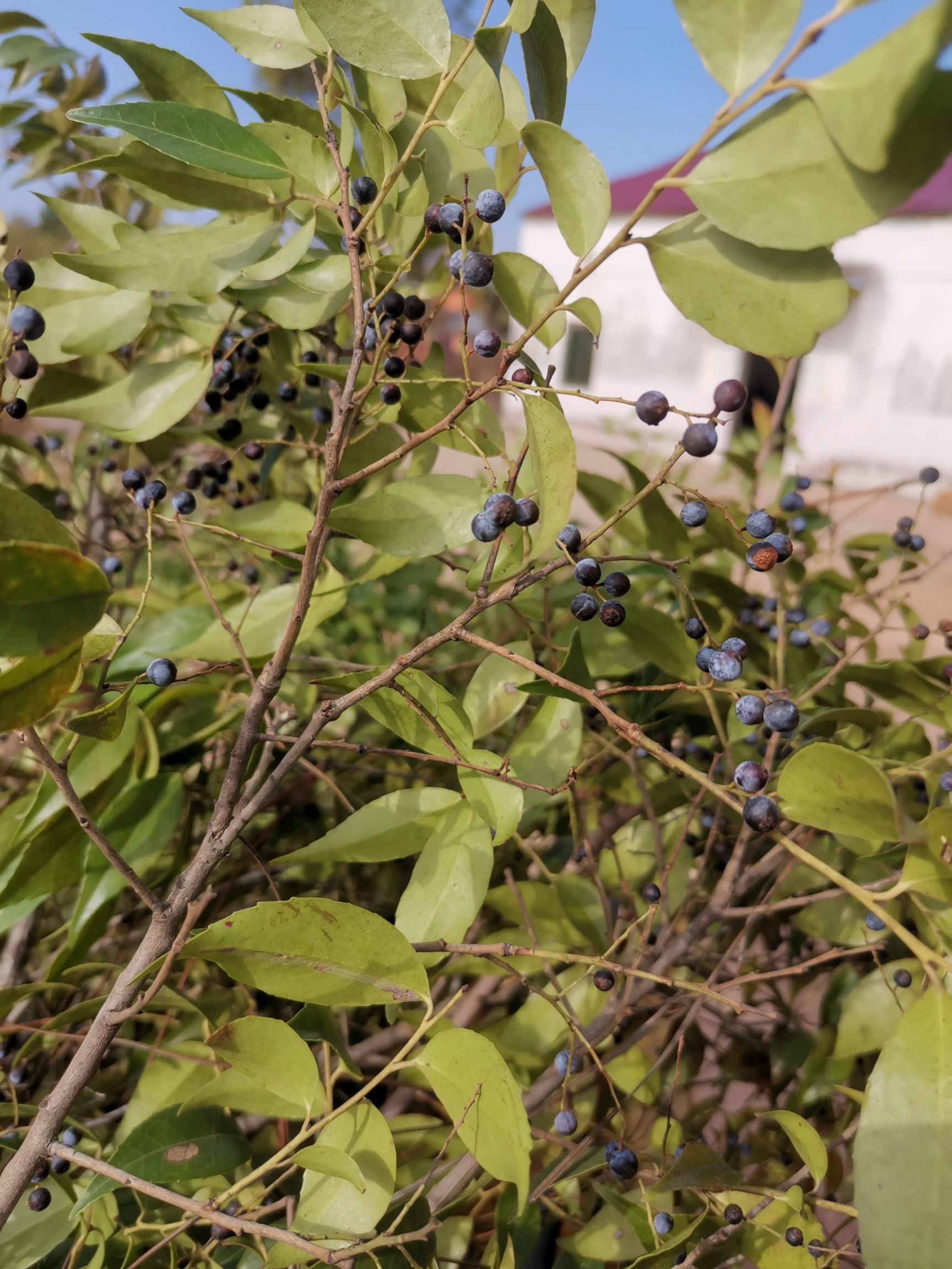 南烛叶树  染菽乌饭叶康菊山地实生苗