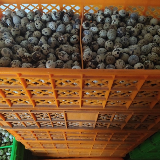 赵县土鹌鹑蛋 食用 散装