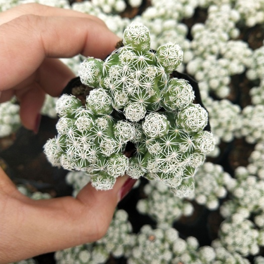 漳州种植大棚 白鸟 自家大棚种植，一手货源，喜欢的可以找我问品种