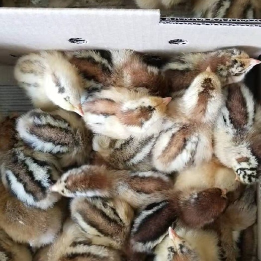 南宁 清远麻鸡苗